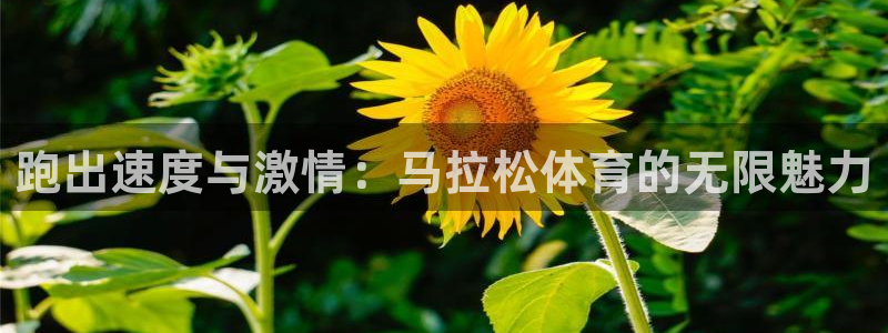 跑出速度与激情：马拉松体育的无限魅力